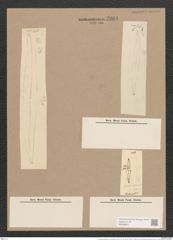 Pleurosigma angulatum var. delicatulum (W.Sm.) V.H. (de-Toni-Nr.: Genus 13, Species 1001) Zeichnungen Sammlung Grunow Nr. 2004 (NHMW-BOT-W0368851)